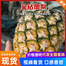 云南菠萝/云南无眼凤梨/金钻凤梨/香水菠萝便宜处理