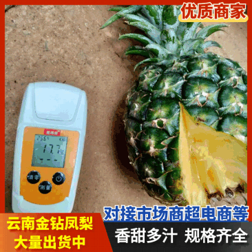 云南菠萝/云南无眼凤梨/金钻凤梨/香水菠萝日供应2万斤