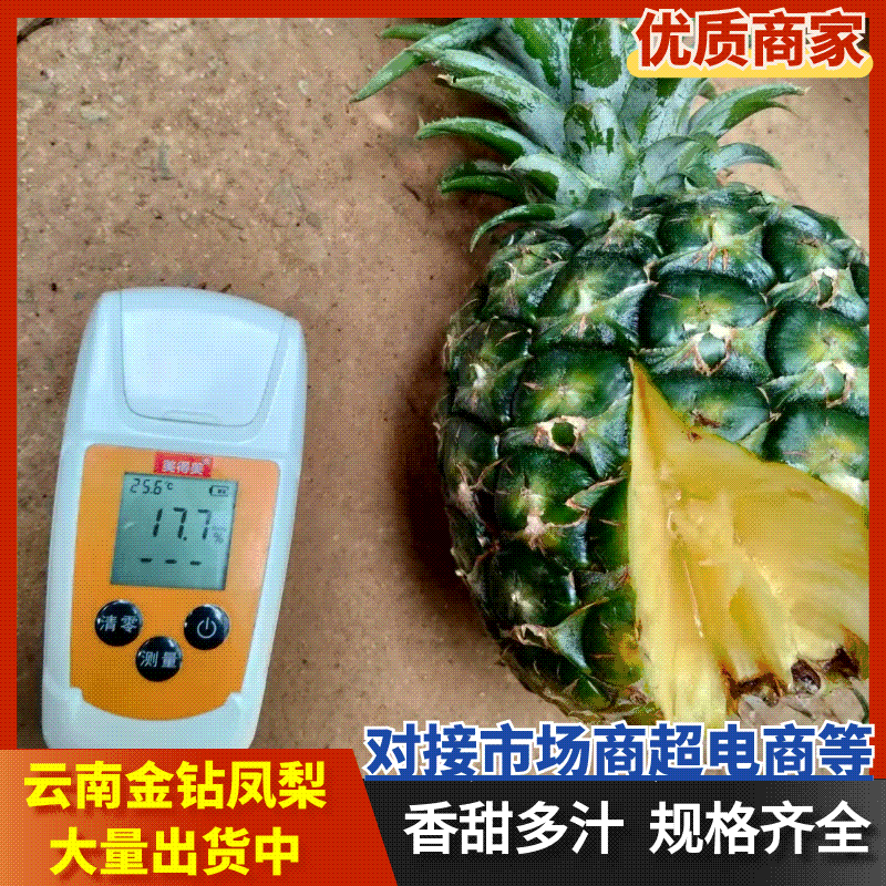 云南菠萝/云南无眼凤梨/金钻凤梨/香水菠萝日供应2万斤