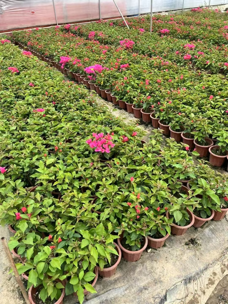 精品三角梅基地直发
