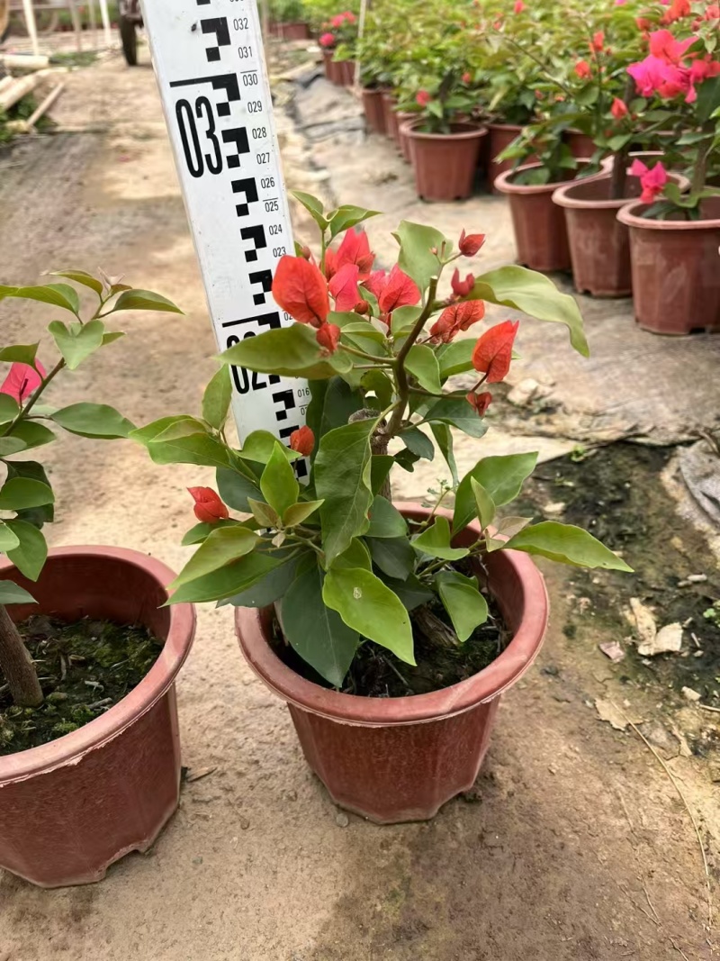 精品三角梅基地直发
