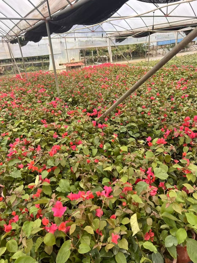 精品三角梅基地直发