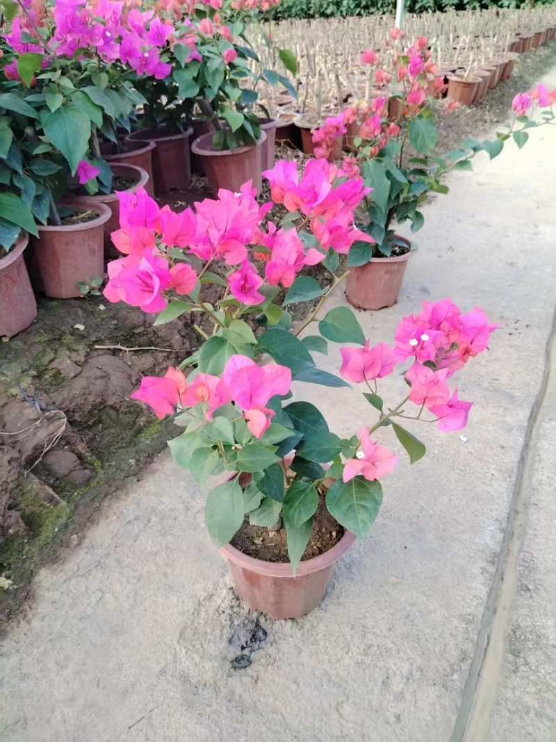 精品三角梅基地直发
