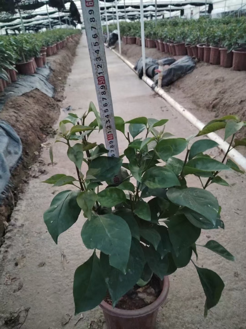 精品三角梅基地直发