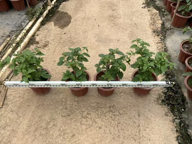 精品三角梅基地直发