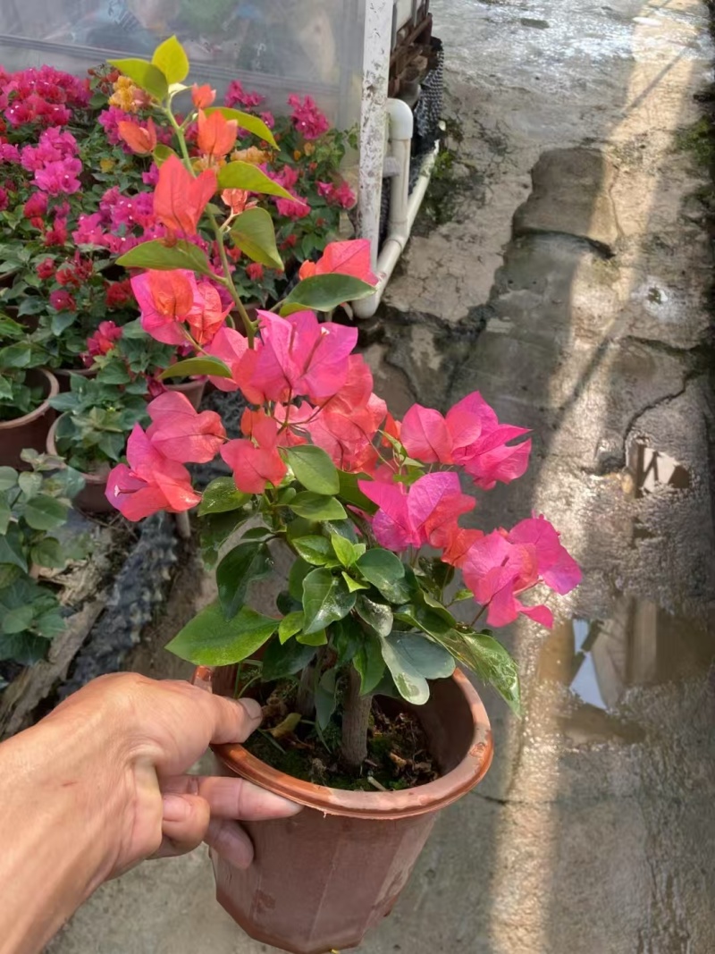 精品三角梅基地直发