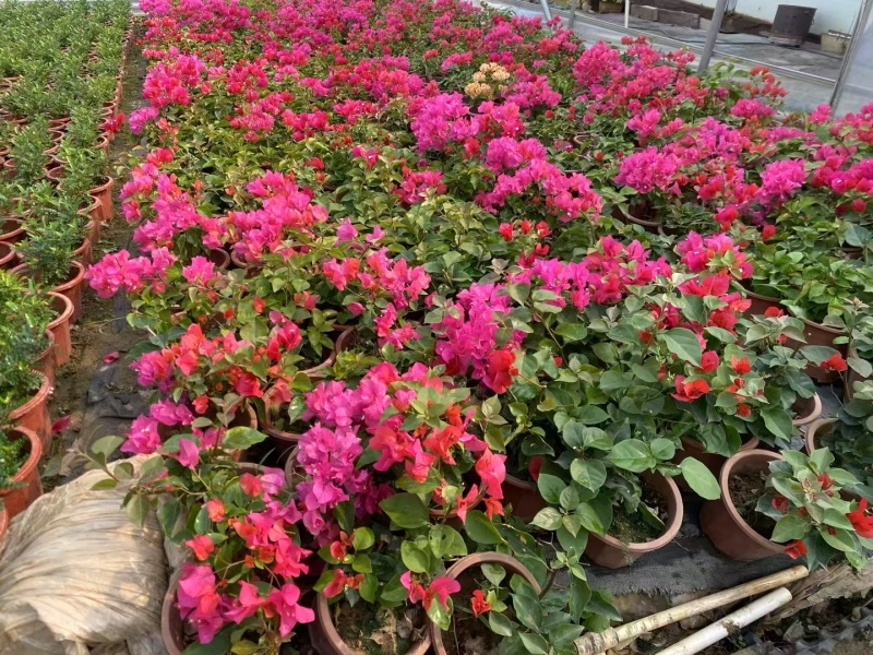 精品三角梅基地直发