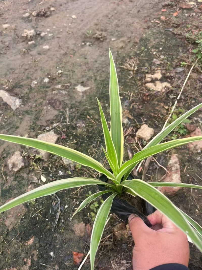 精品金边吊兰基地直发