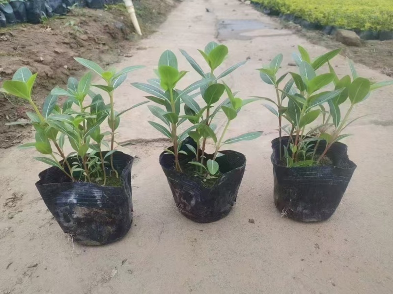 精品长春花基地直发