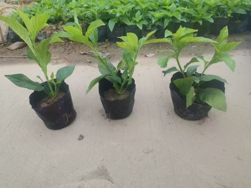 精品长春花基地直发