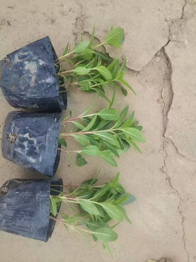 精品长春花基地直发