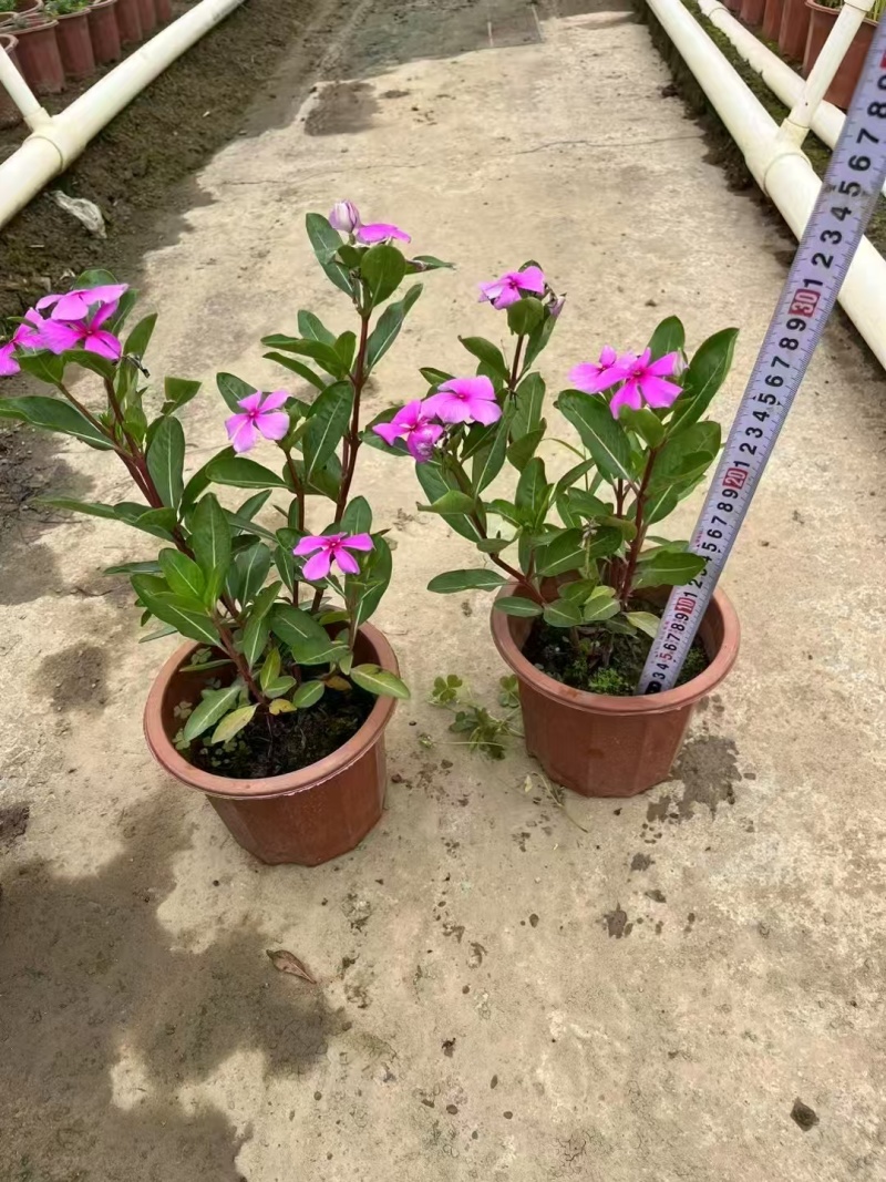 精品长春花基地直发