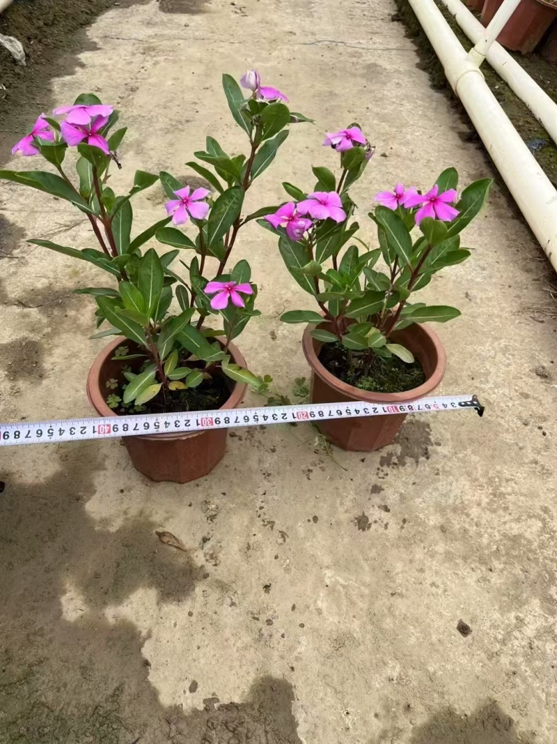 精品长春花基地直发