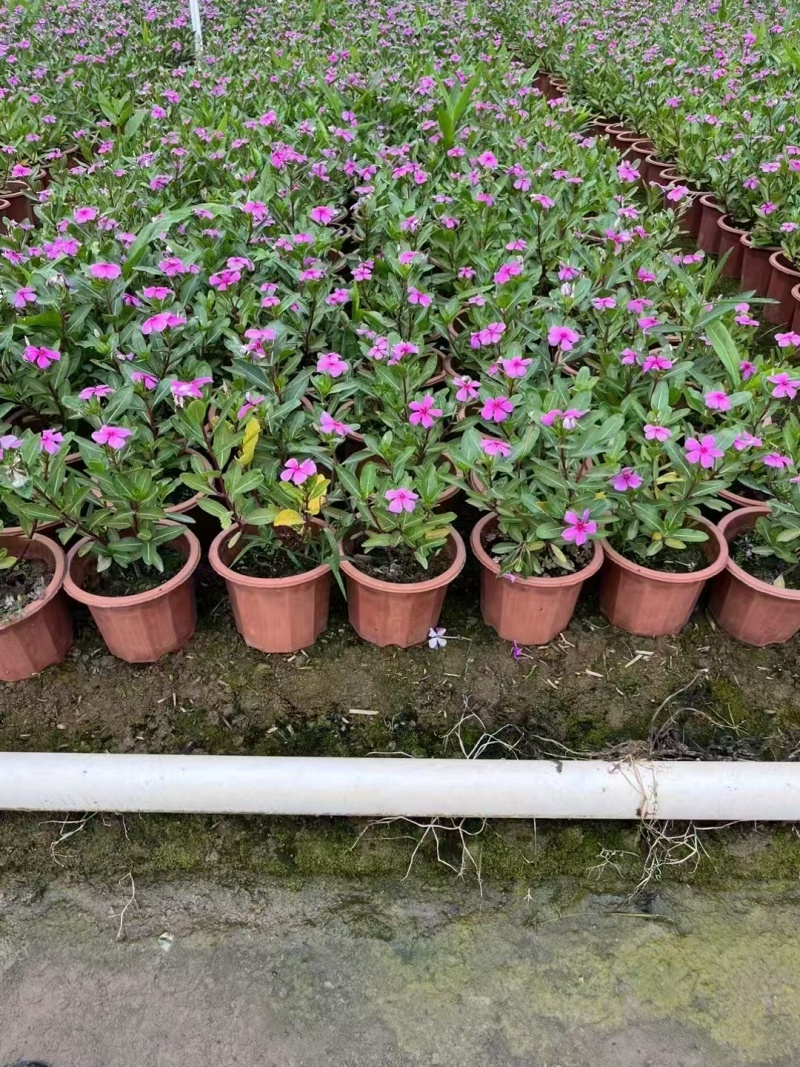 精品长春花基地直发