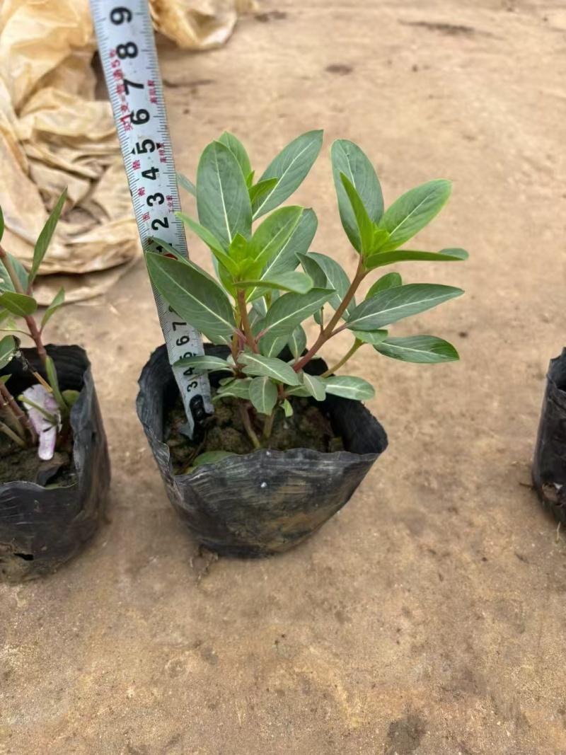精品长春花基地直发