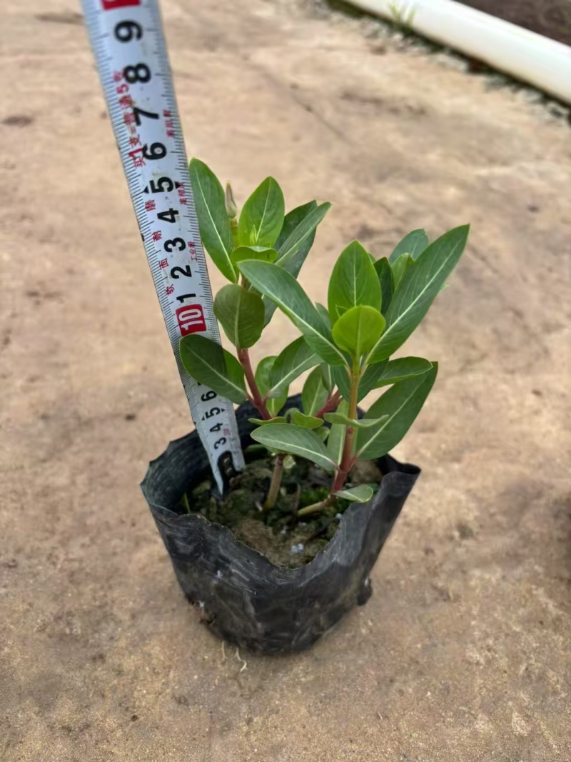精品长春花基地直发