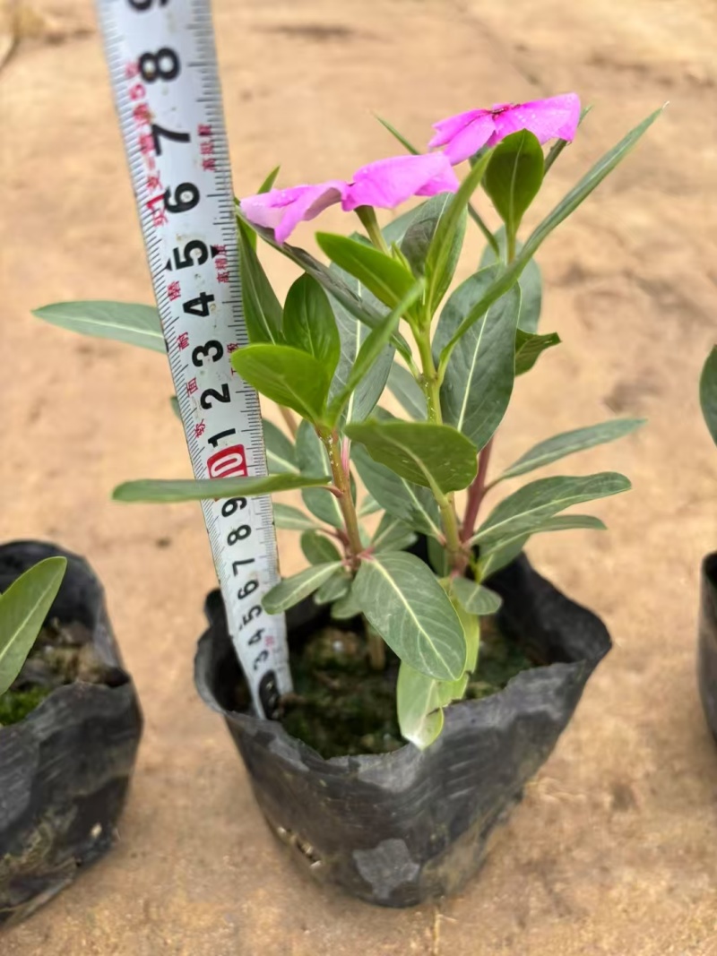 精品长春花基地直发