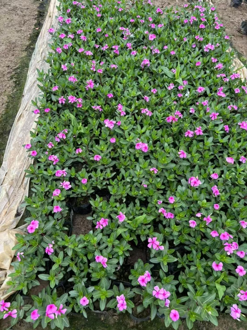 精品长春花基地直发