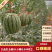 陕西西瓜蒲城小糖丸西瓜938吊篮小西瓜礼品瓜对接商超市场