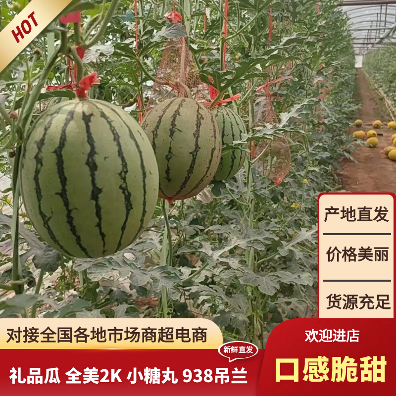 陕西西瓜蒲城小糖丸西瓜938吊篮小西瓜礼品瓜对接商超市场