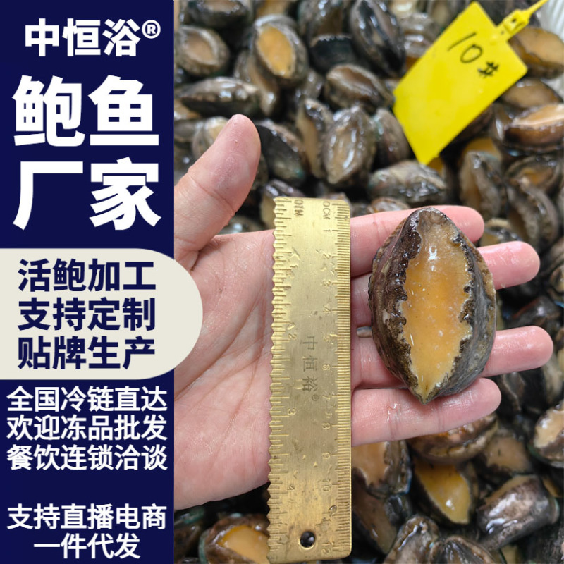 活冻鲍鱼水产海鲜商用超市酒店宴席火锅炖盅食材10头批发
