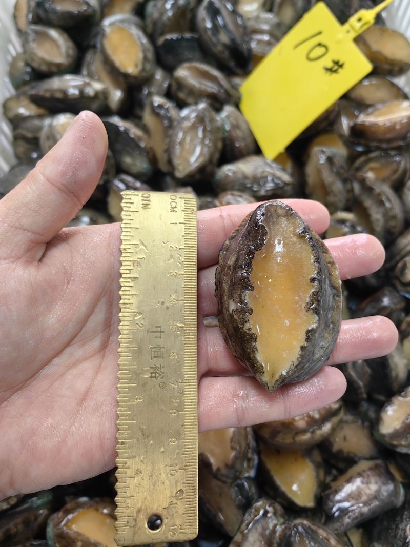 活冻鲍鱼水产海鲜商用超市酒店宴席火锅炖盅食材10头批发