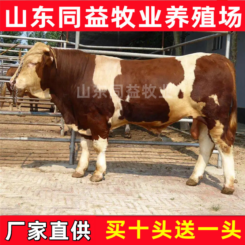 活牛活苗肉牛犊子小牛仔西门塔尔牛犊子小牛犊活苗养殖技术资