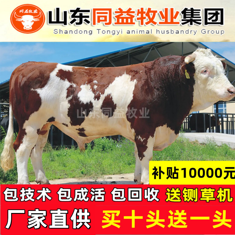 活牛活苗肉牛犊子小牛仔西门塔尔牛犊子小牛犊活苗养殖技术资