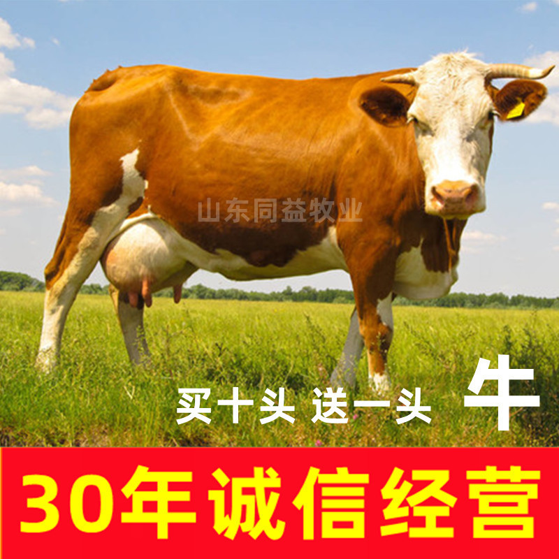 活牛活苗肉牛犊子小牛仔西门塔尔牛犊子小牛犊活苗养殖技术资