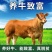 活牛活苗肉牛犊子小牛仔西门塔尔牛犊子小牛犊活苗养殖技术资