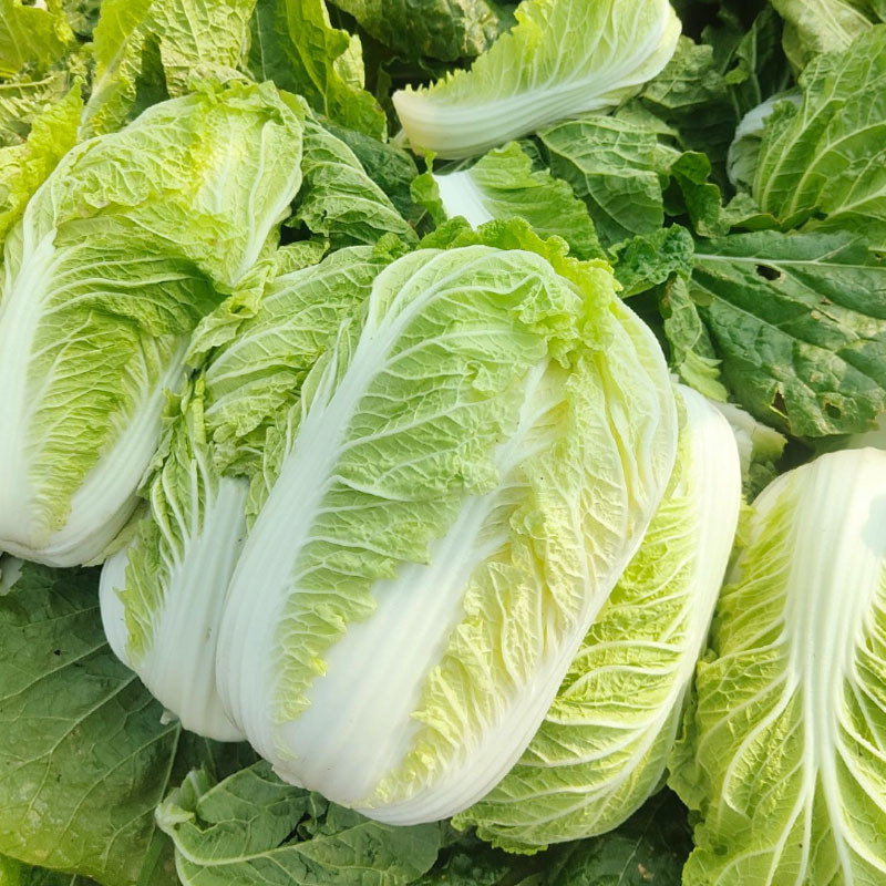 新改良烈日金刚夏播大白菜种子耐热大田夏秋季早熟耐热43°