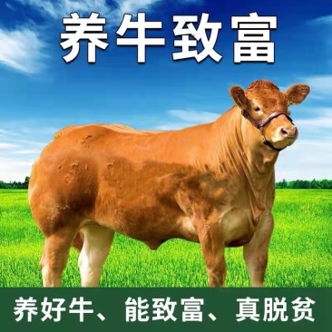 鲁西黄牛纯种小黄牛6个月牛苗3个月牛仔活牛小牛犊子西门塔