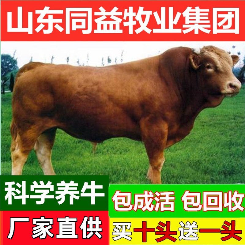 鲁西黄牛纯种小黄牛6个月牛苗3个月牛仔活牛小牛犊子西门塔