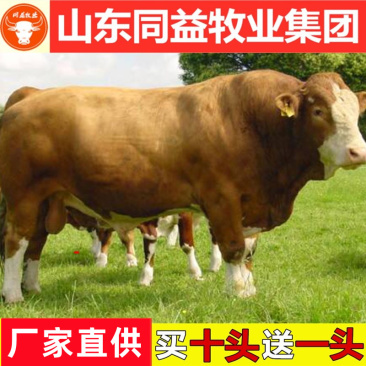牛苗黄牛牛苗2-3个月免费送货品质保证