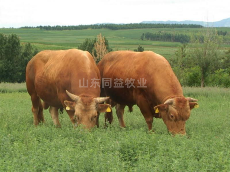 牛苗黄牛牛苗2-3个月免费送货品质保证