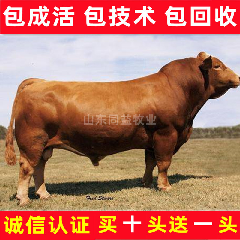 牛苗黄牛牛苗2-3个月免费送货品质保证