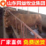牛苗黄牛牛苗2-3个月免费送货品质保证
