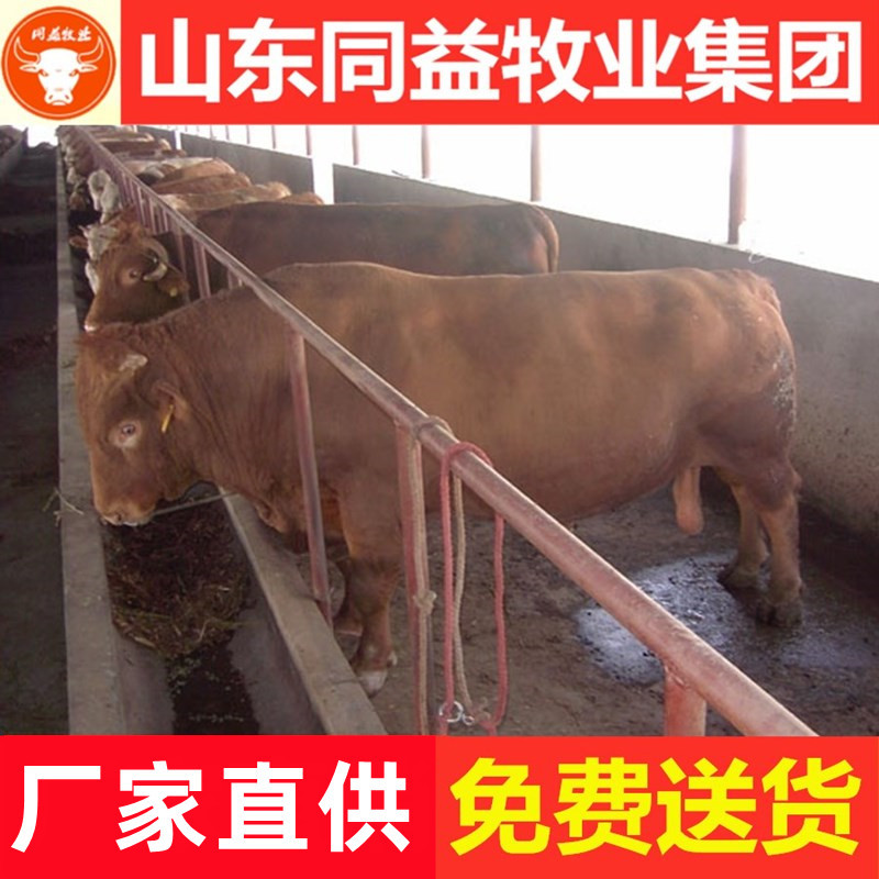 牛苗黄牛牛苗2-3个月免费送货品质保证