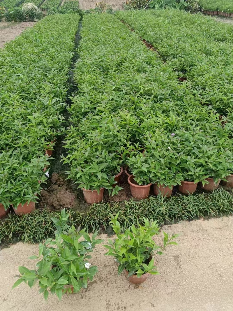 精品双色茉莉花基地直发