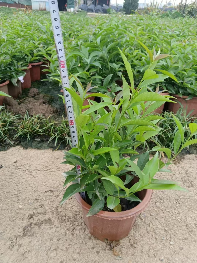 精品双色茉莉花基地直发