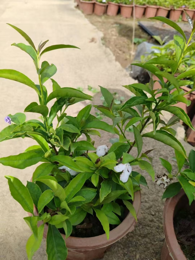 精品双色茉莉花基地直发