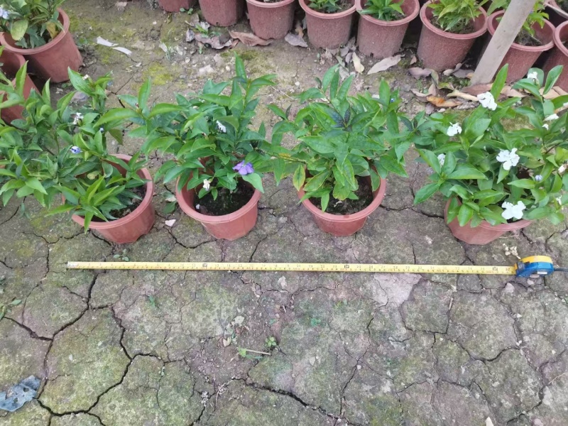 精品双色茉莉花基地直发