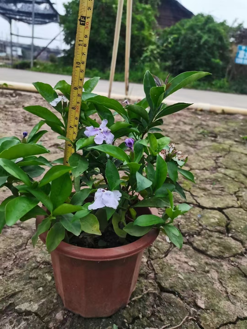 精品双色茉莉花基地直发