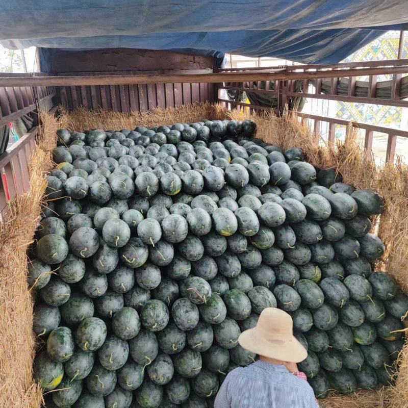 江苏精品黑美人西瓜产地一手货源价格优惠头茬包熟包甜价格低