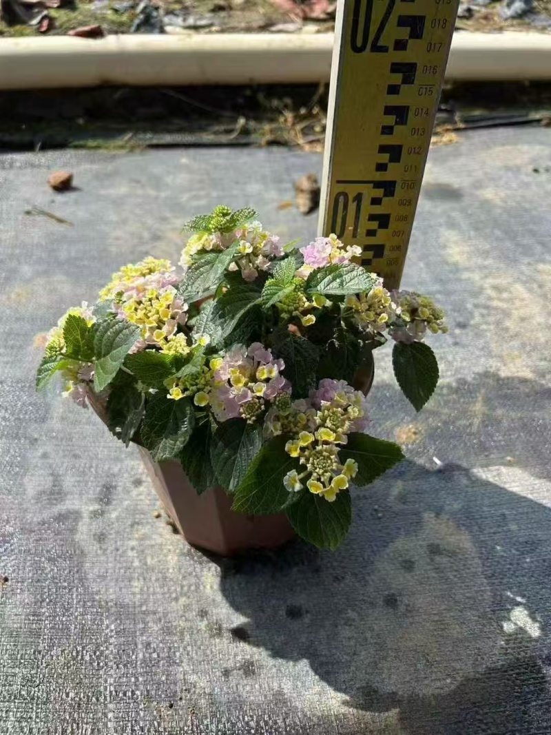 精品进口五色梅基地直发