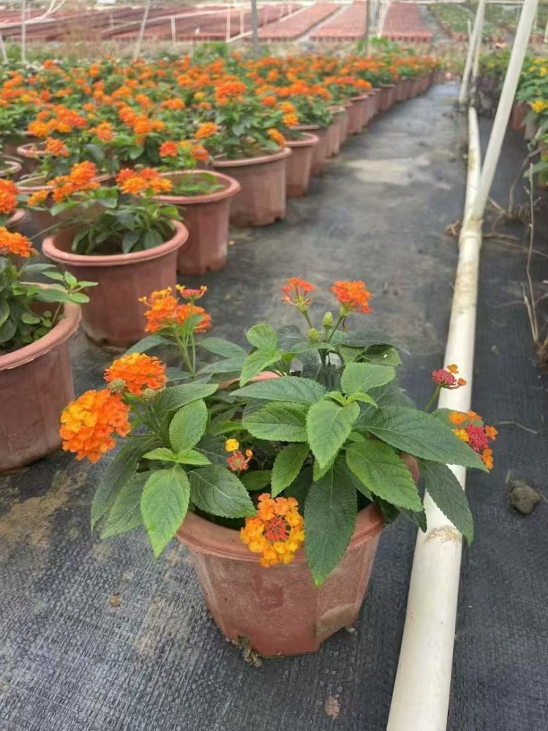 精品进口五色梅基地直发