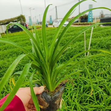 精品花萱草基地直发