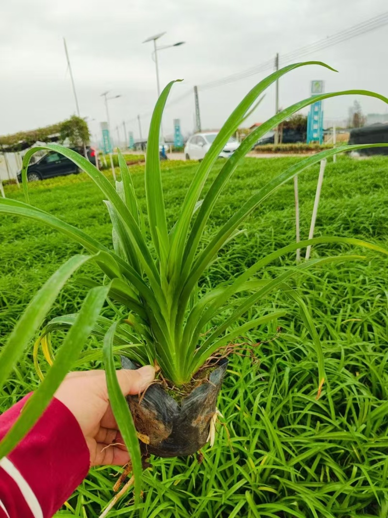 精品花萱草基地直发