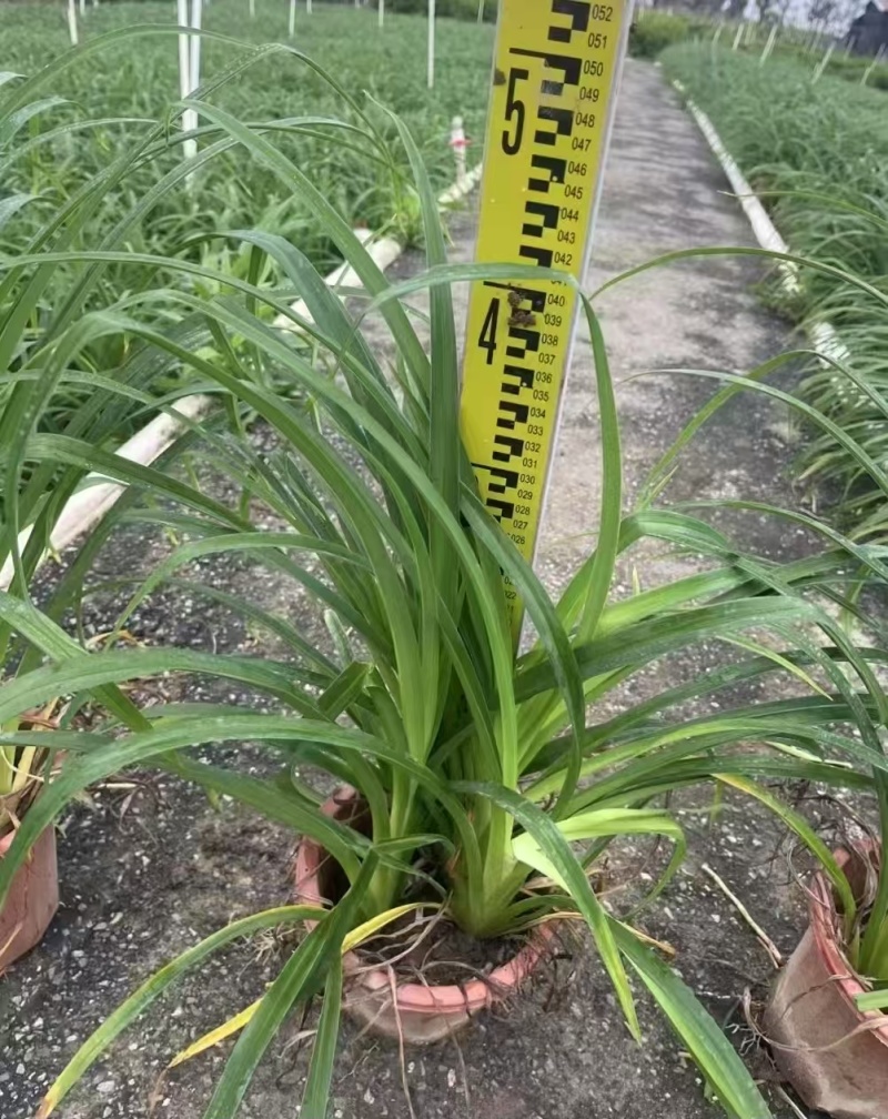 精品花萱草基地直发