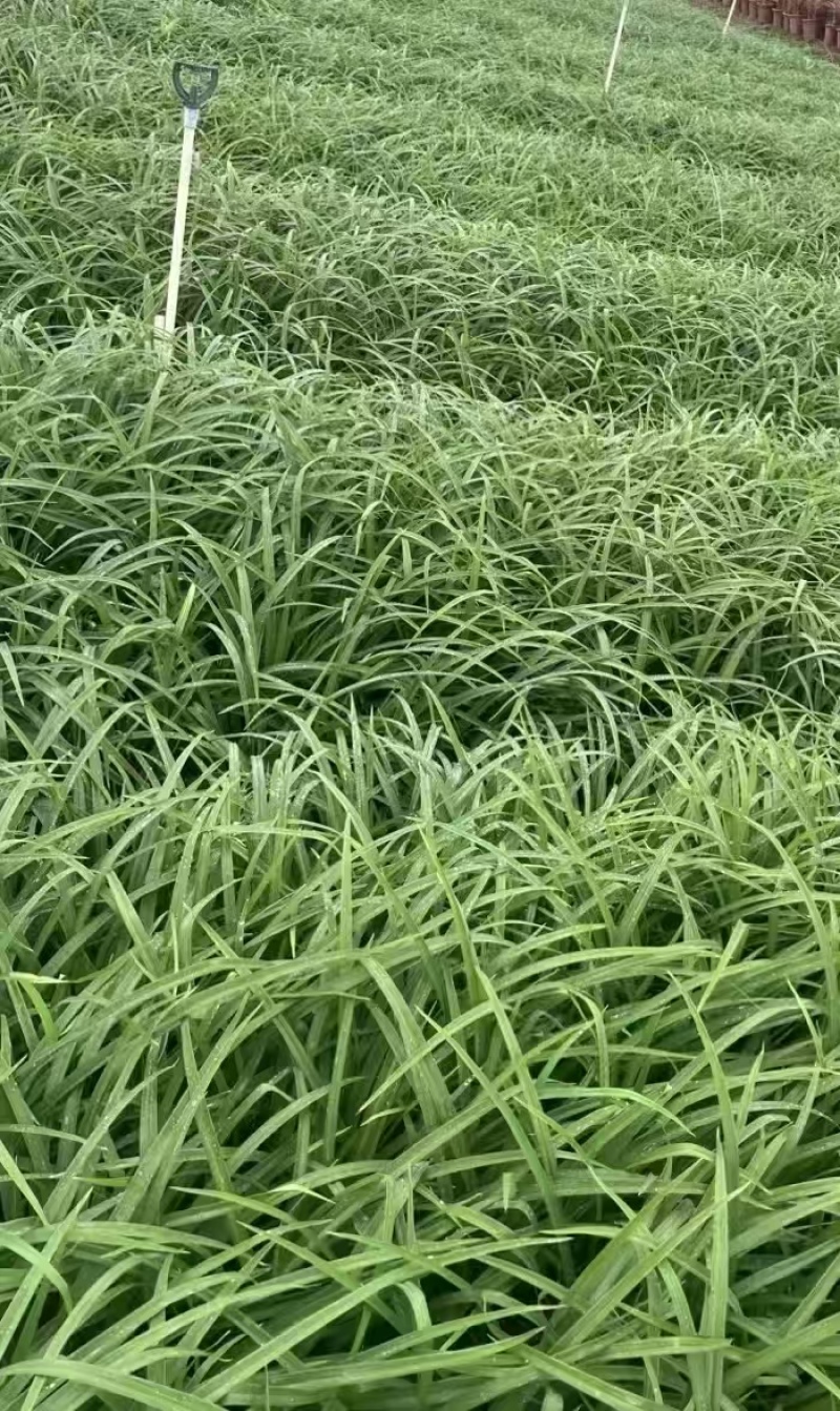 精品花萱草基地直发